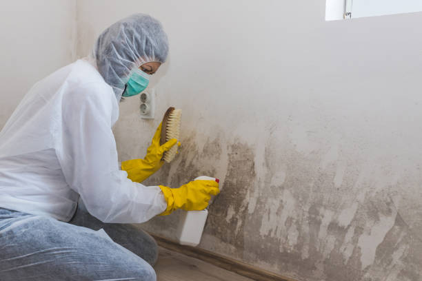 Best Black Mold Removal  in Herald, CA
