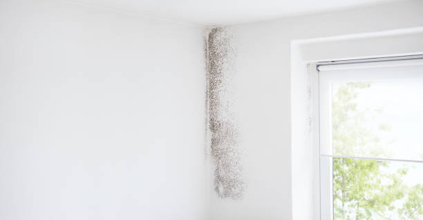 Best Mold Damage Restoration  in Herald, CA