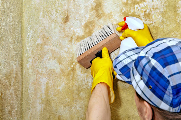 Best Water Damage & Mold Remediation  in Herald, CA