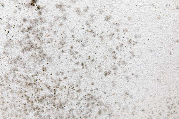 Best Mold Prevention Services  in Herald, CA