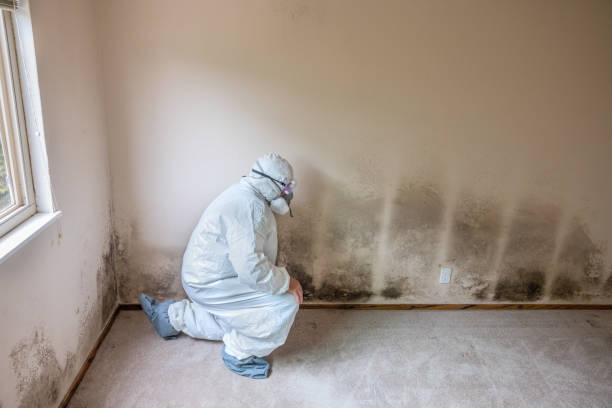 Best Mold Prevention Services  in Herald, CA