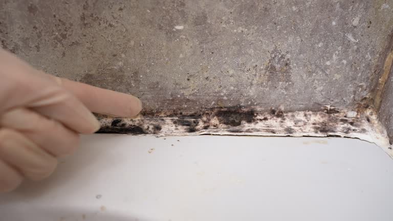Best Residential Mold Inspection & Testing  in Herald, CA